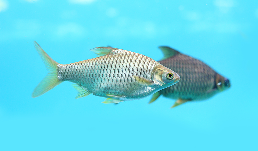 Aqua Culture_Housefarm