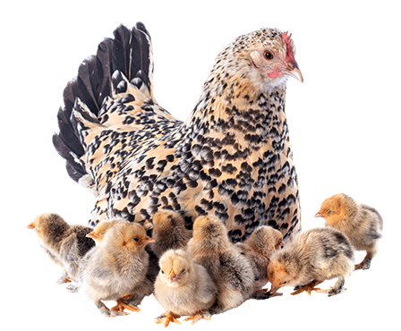 Chicken and Chicks_Housefarm