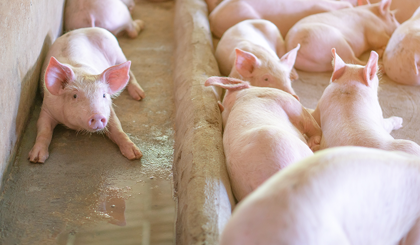 Pig Farming_Housefarm